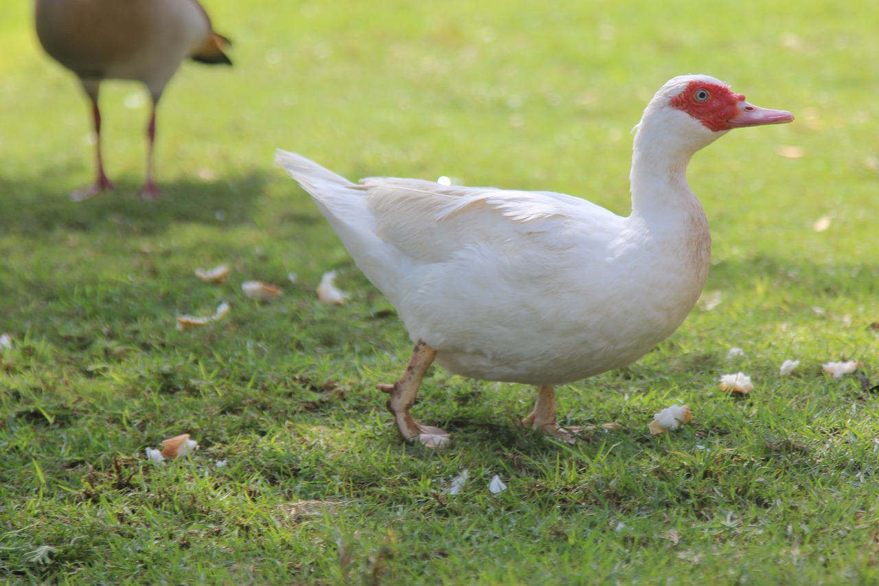 muscovy duck life white duck free photo