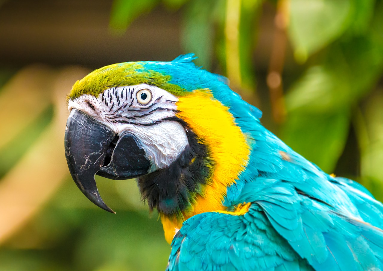 animals nature parrot free photo