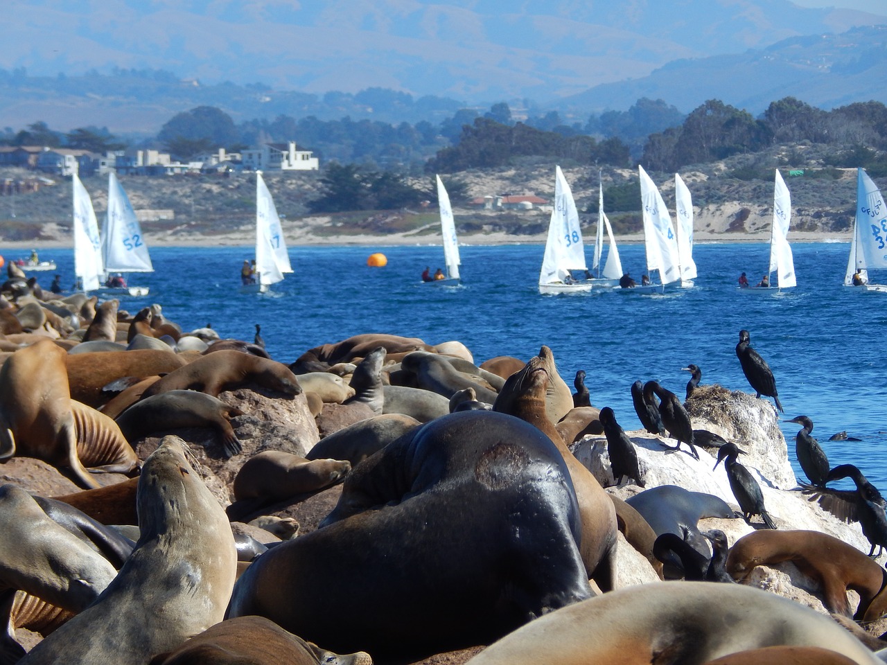 animals sea lions sailboat free photo
