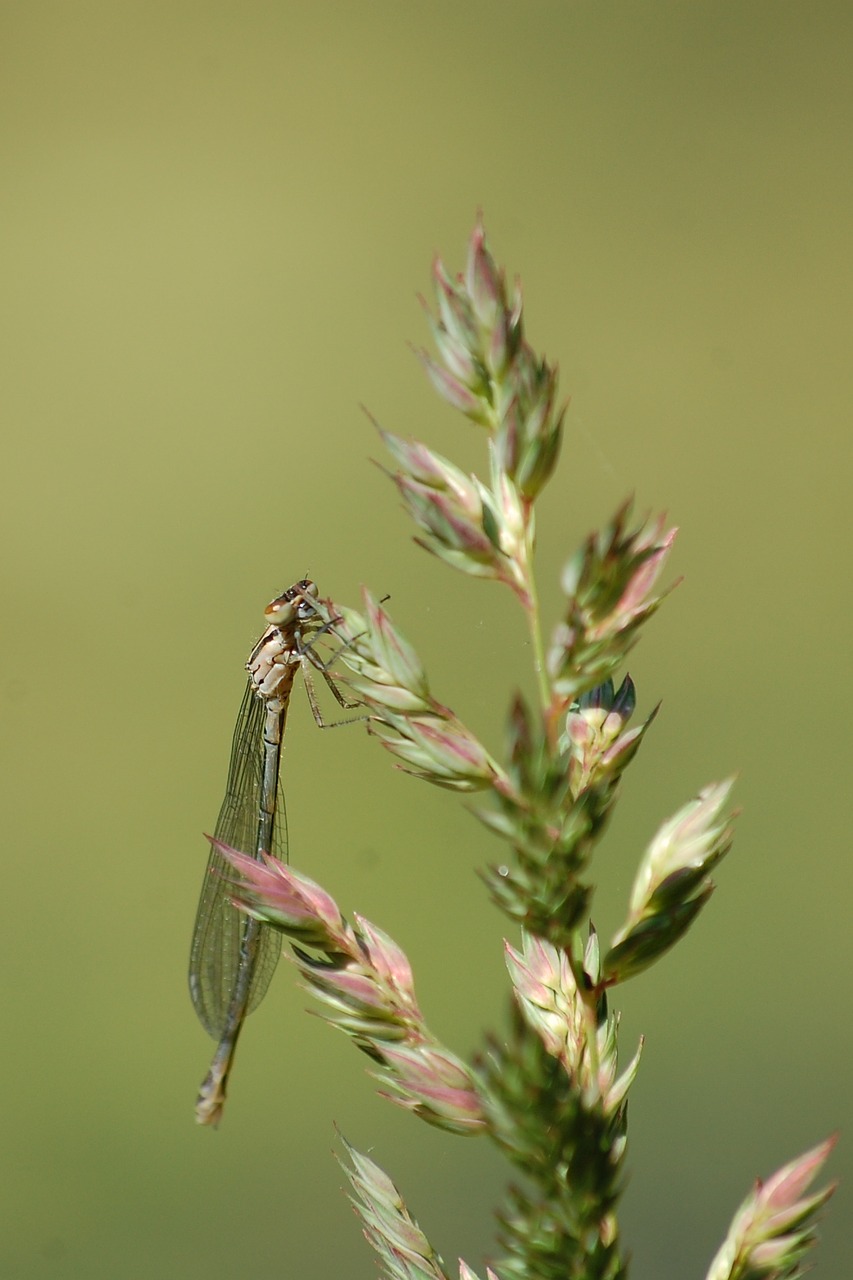 animals dragonfly nature free photo