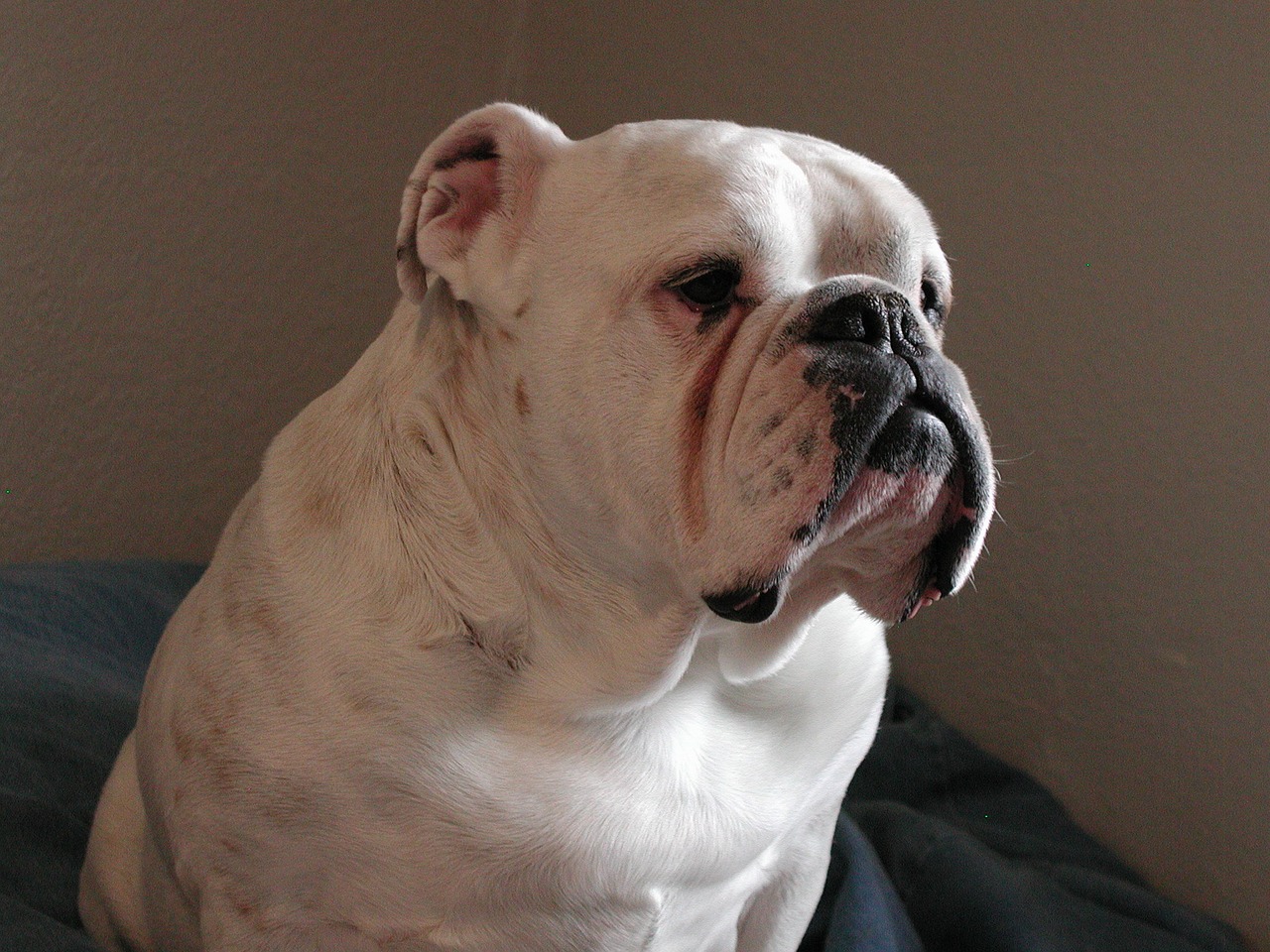 animals bulldog canine free photo