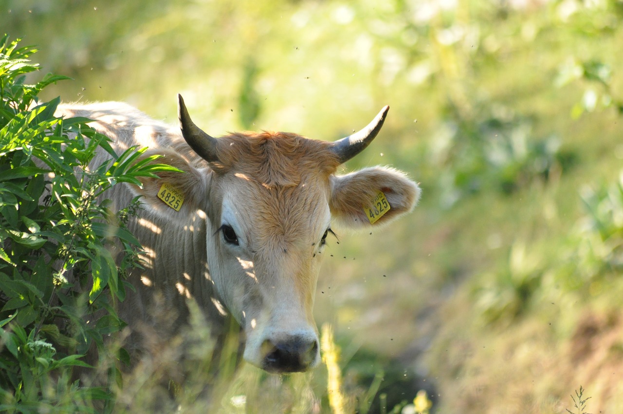 animals forest cow free photo