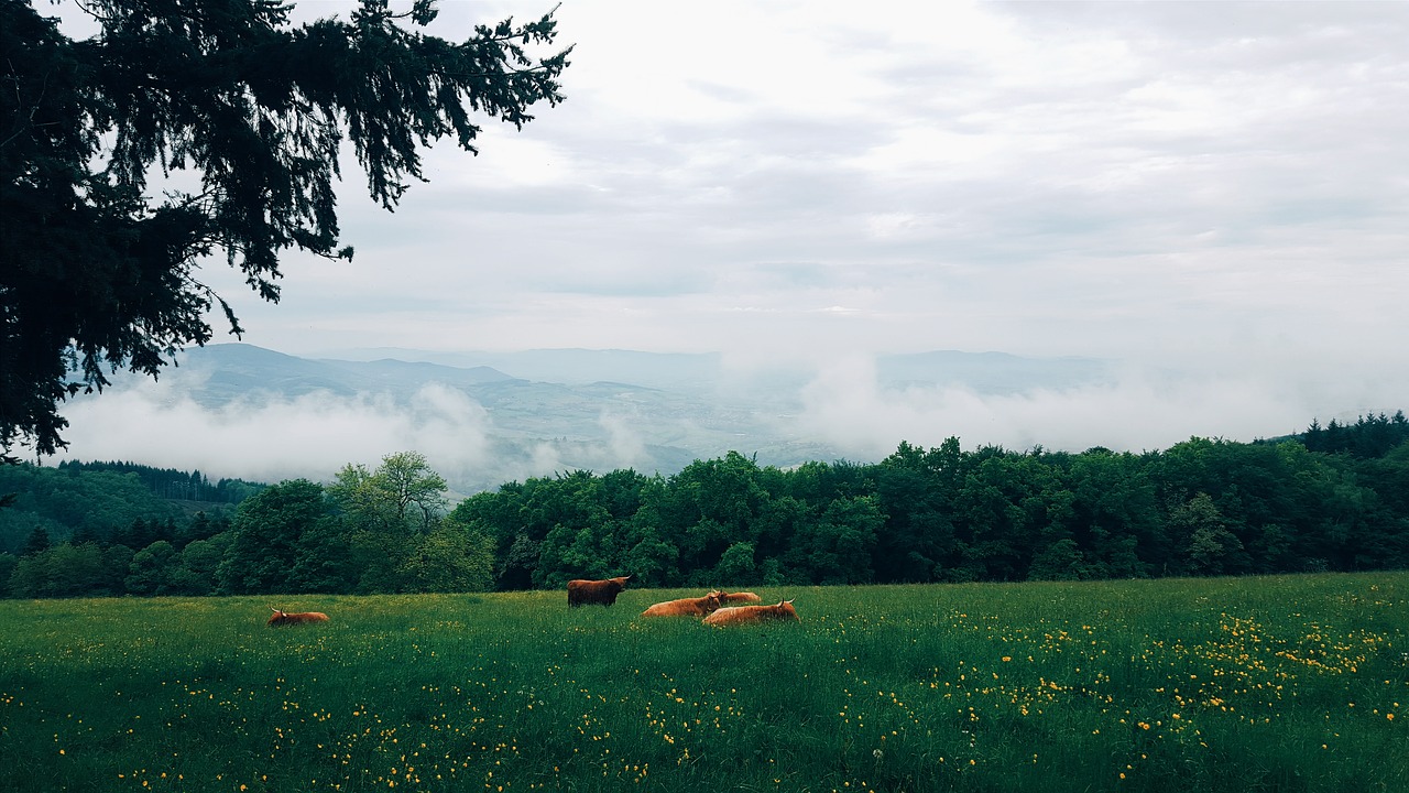 animals clouds countryside free photo