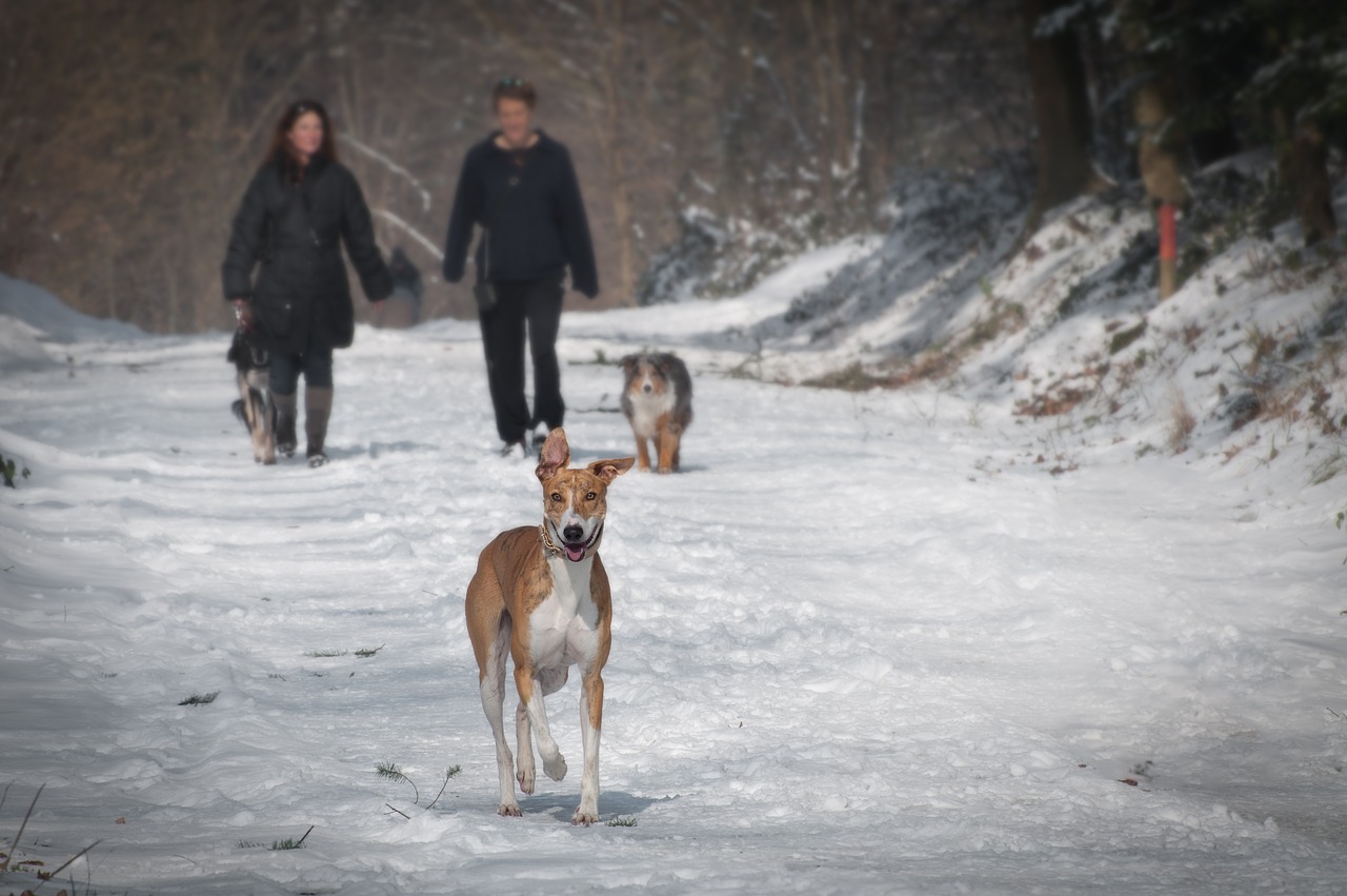 animals cold couple free photo