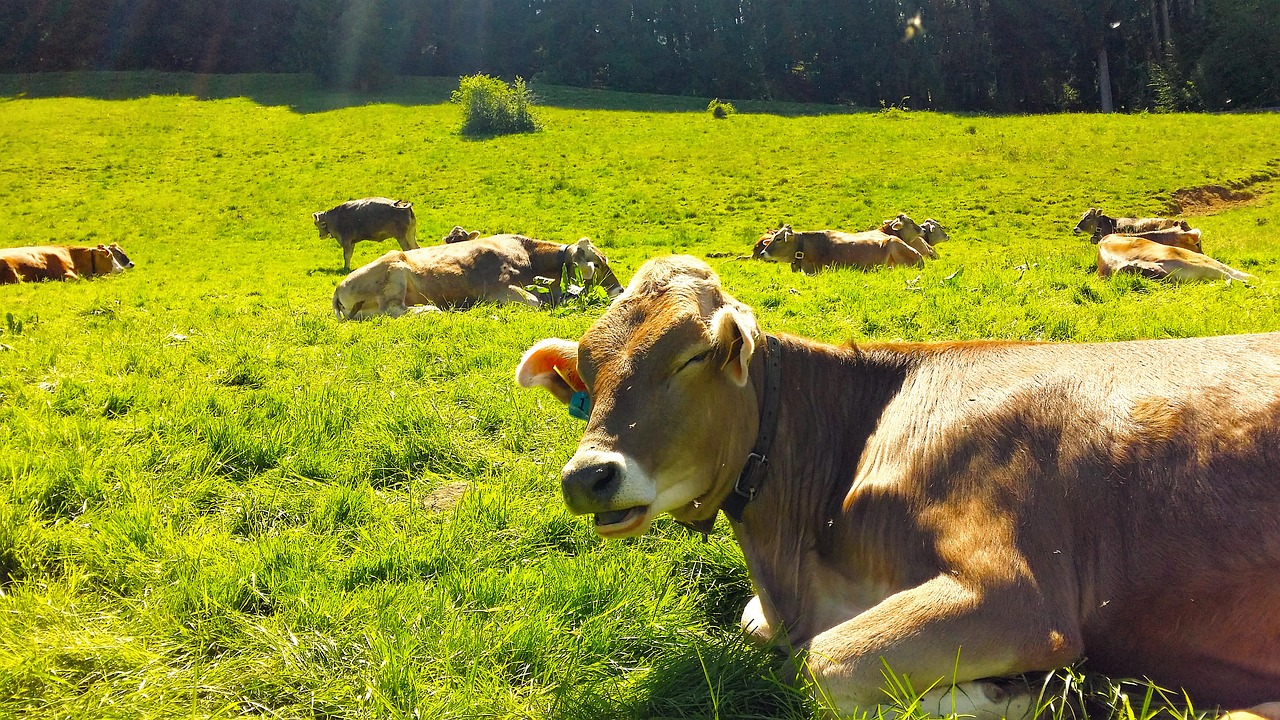 animals bavaria cow free photo