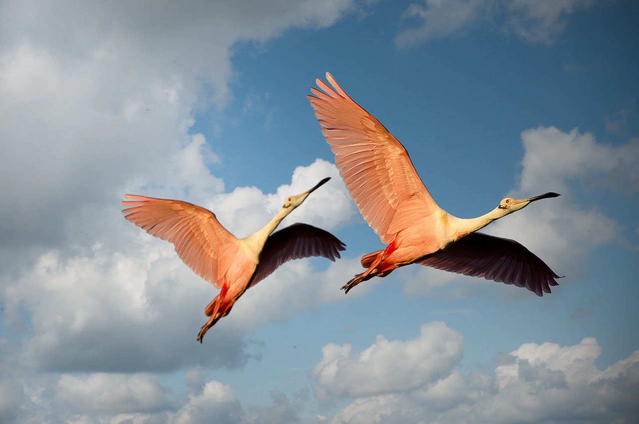 animals birds couple free photo