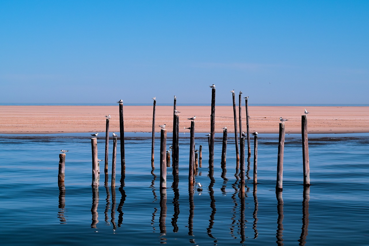 animals beach birds free photo