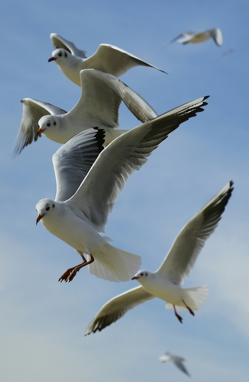 animals birds flight free photo