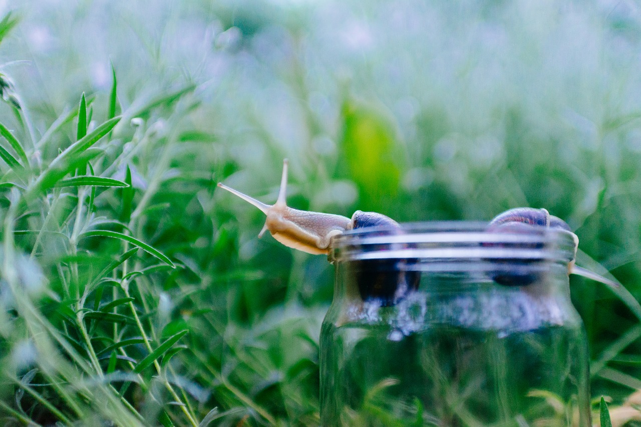 animals jar mollusks free photo