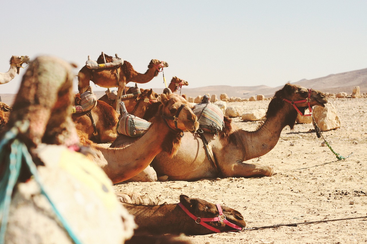 animals camels desert free photo