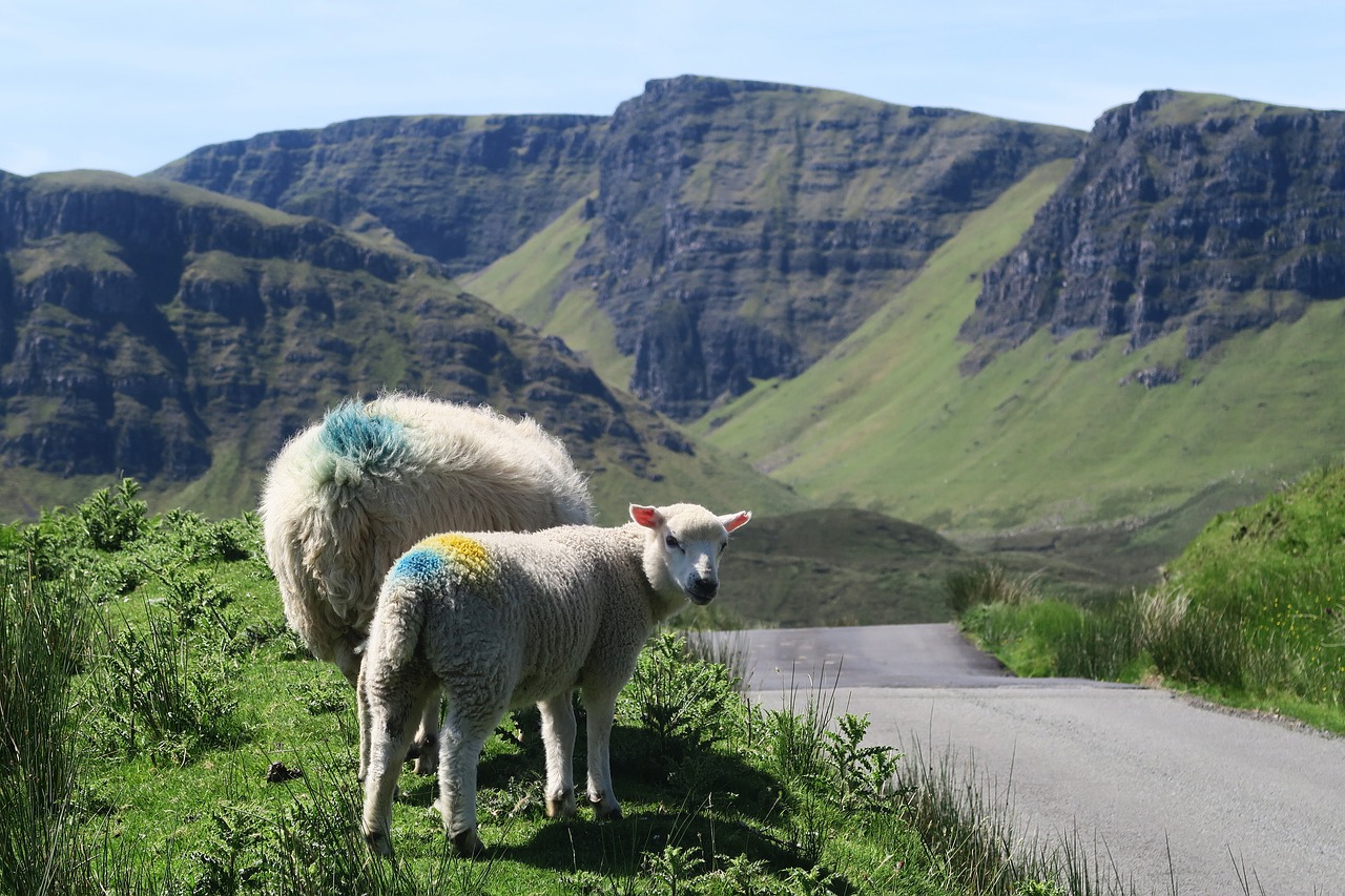 animals countryside grass free photo