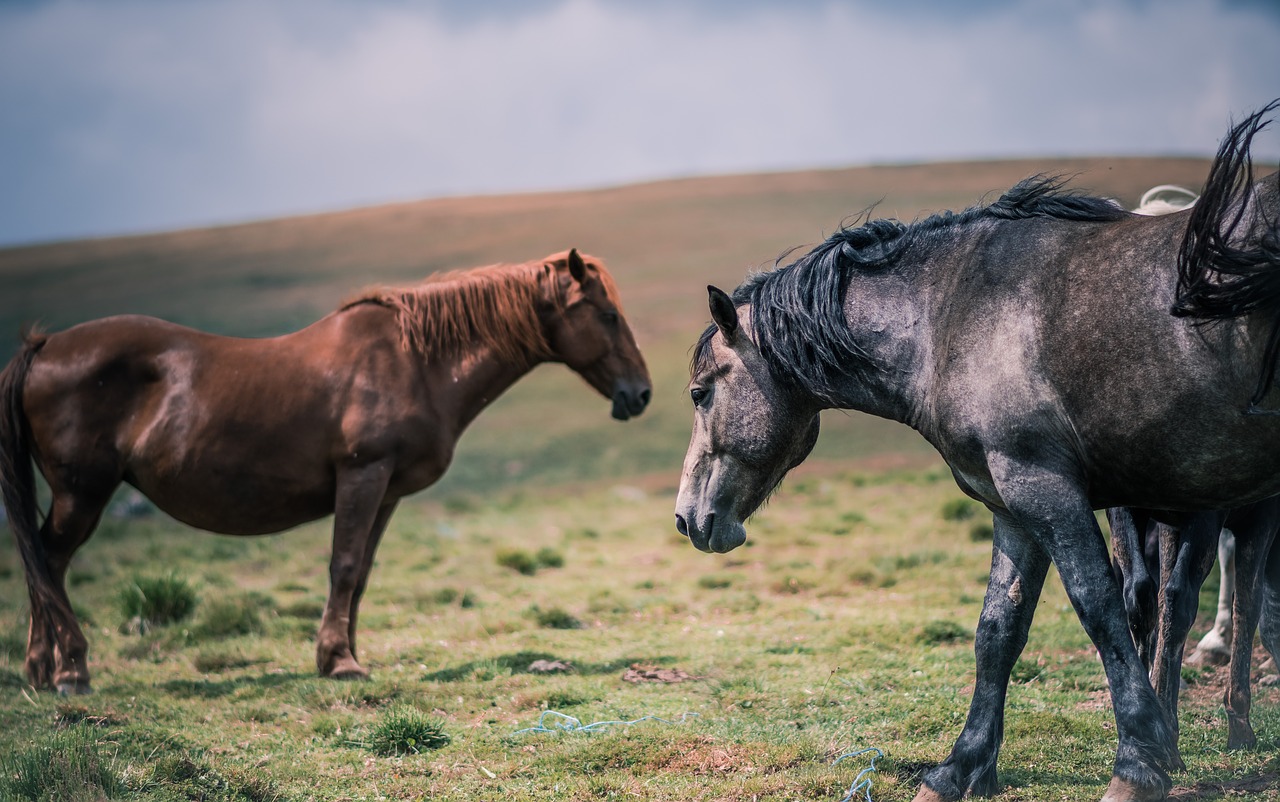 animals equine farm free photo