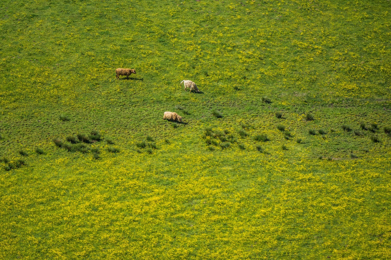 animals countryside farm free photo