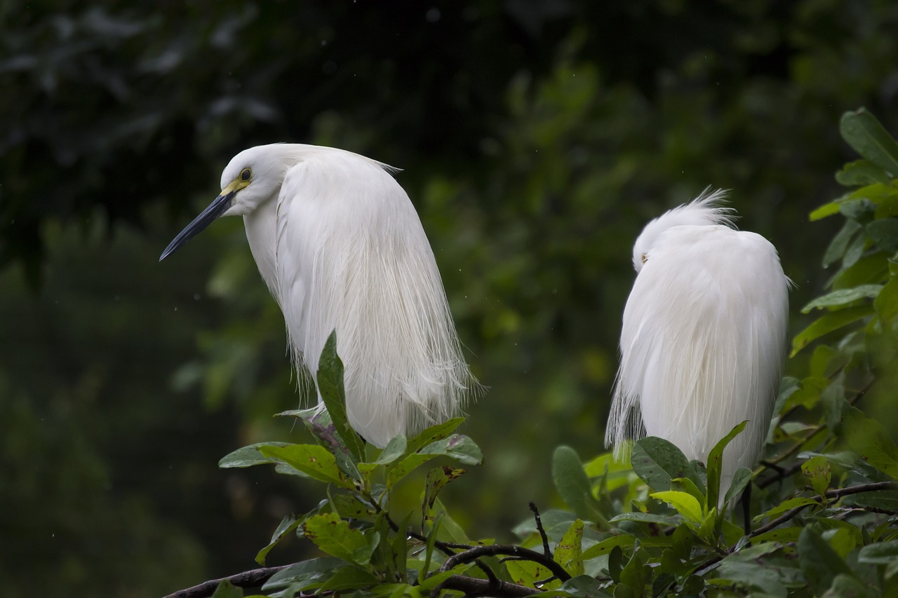 animals avian beak free photo