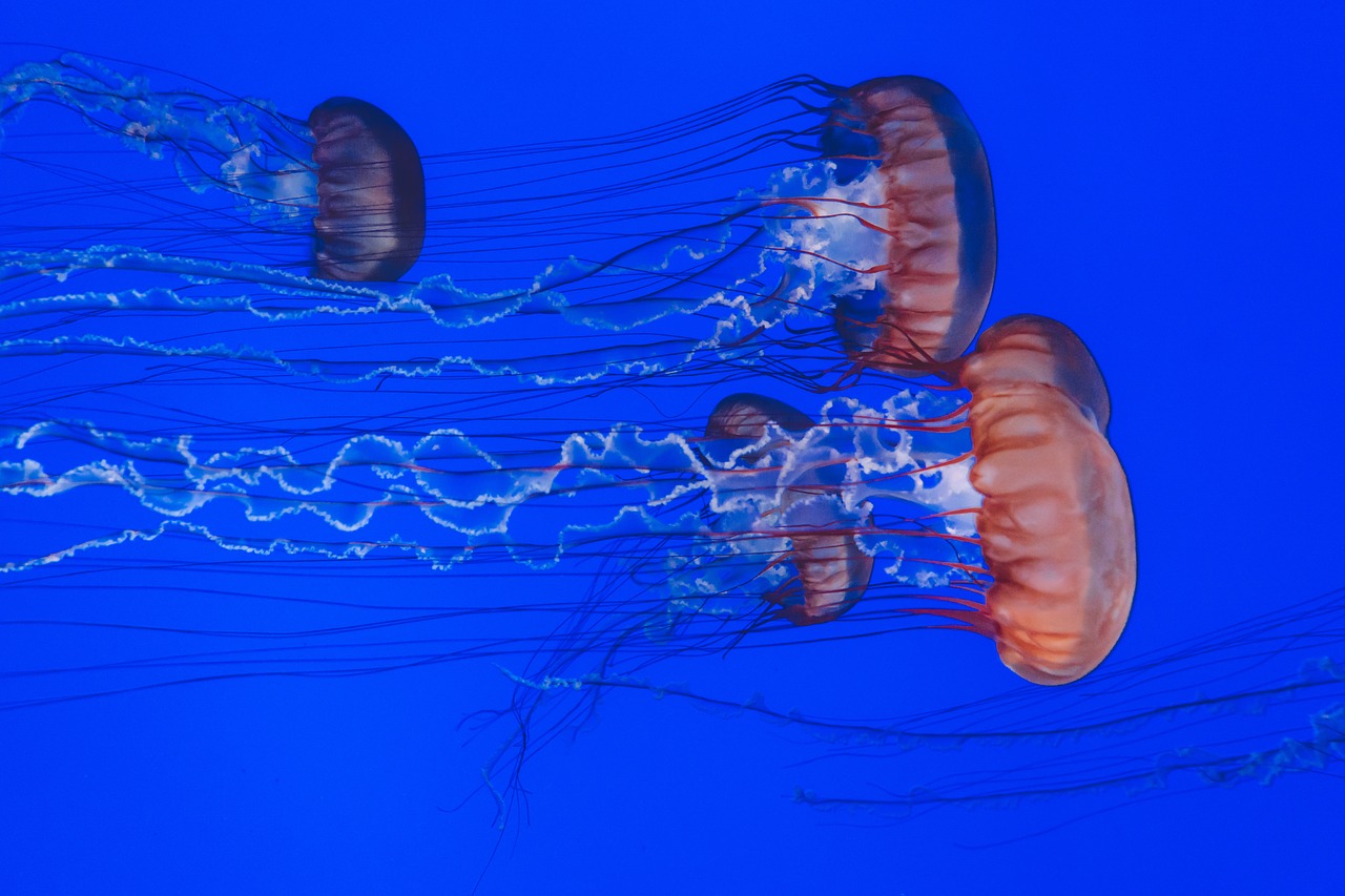 animals jellyfishes ocean free photo