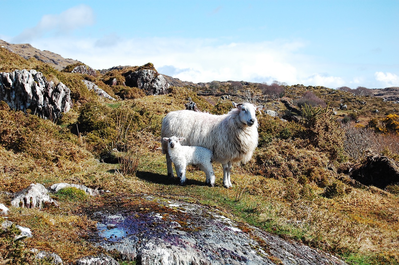 animals nature sheep free photo