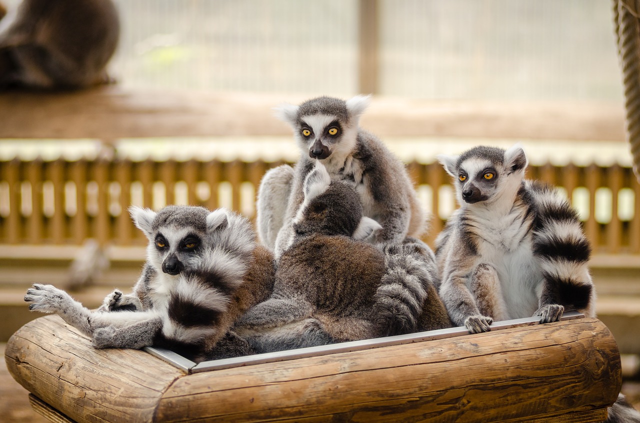 animals furry lemur free photo