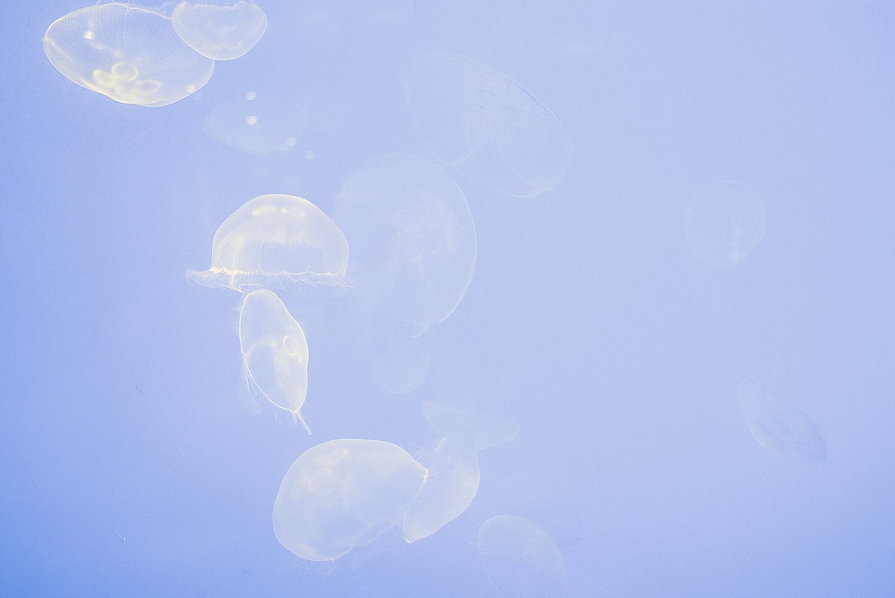 animals floating jellyfishes free photo