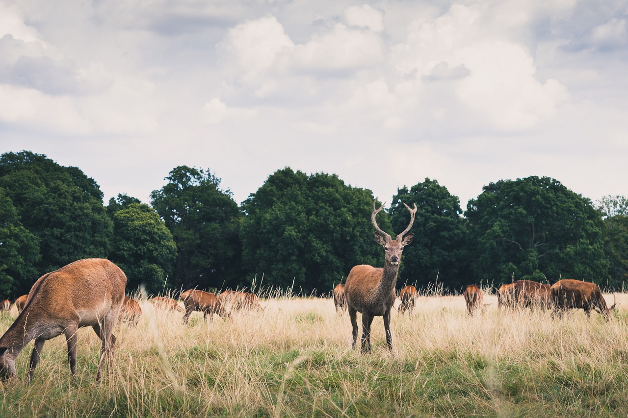 animals antlers countryside free photo