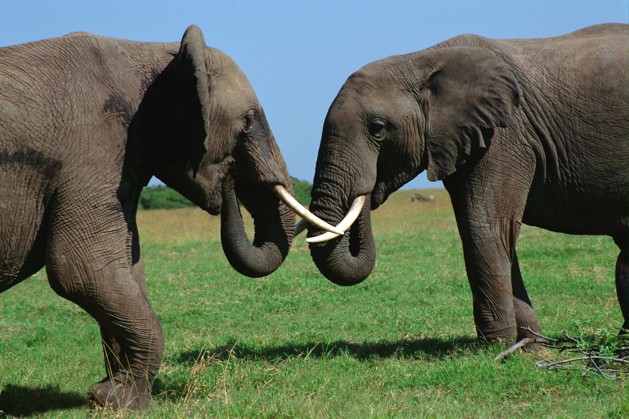 animals elephant bull free photo