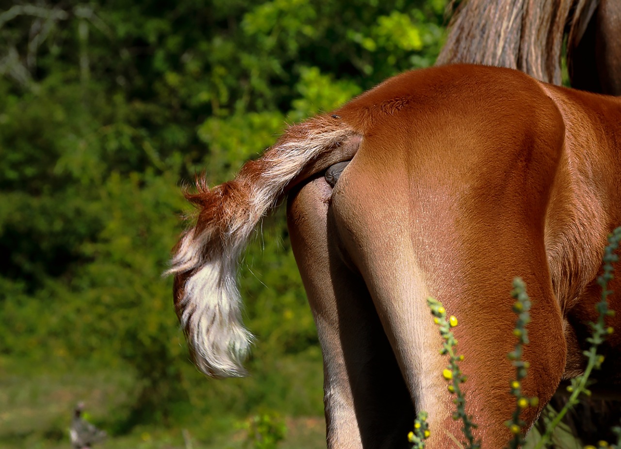 animals foal nature free photo