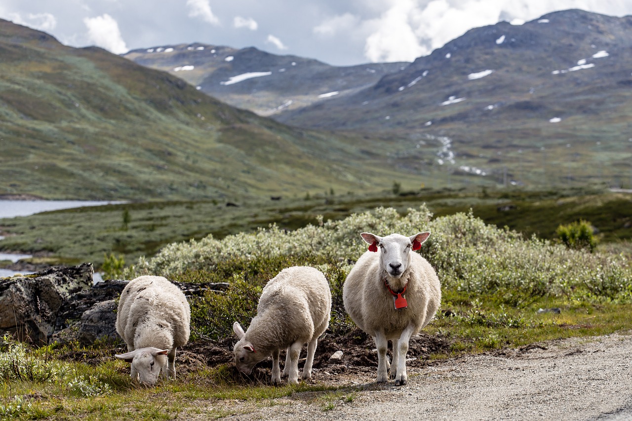 animals countryside farm free photo