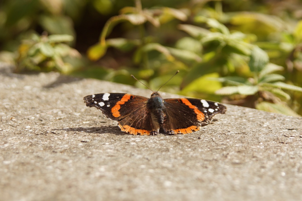 animals butterfly nature free photo