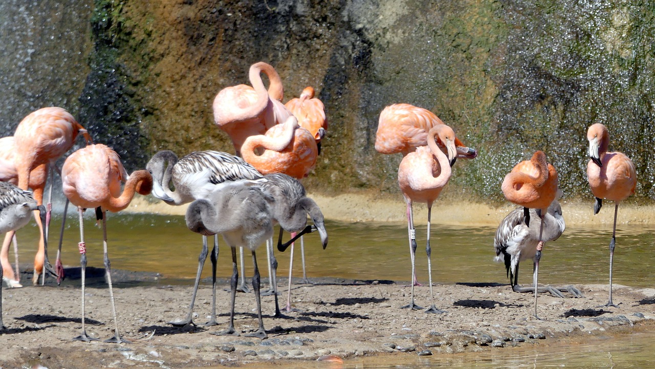 animals zoo flamingo free photo