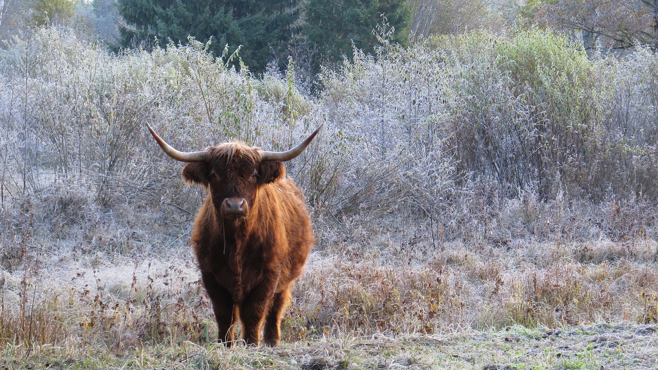 animals mammal grazing animal free photo