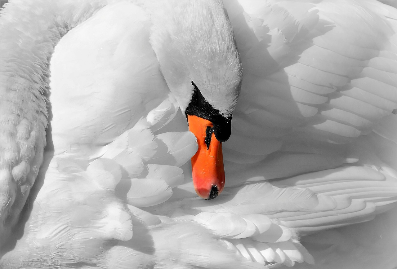 animals swan nature free photo