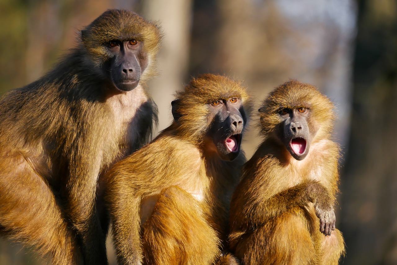 animals ape berber monkeys free photo