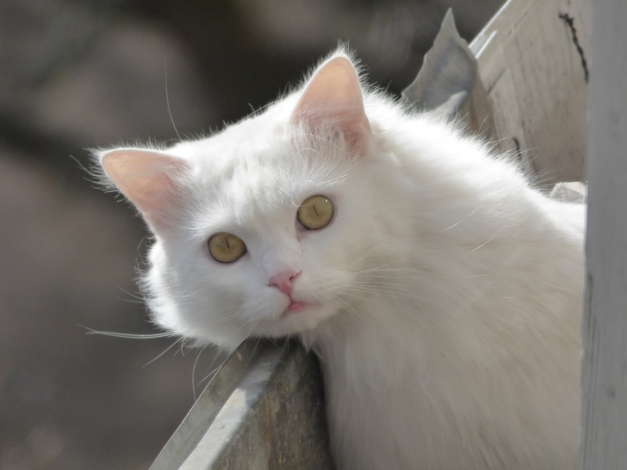 animals fluffy cat white cat free photo