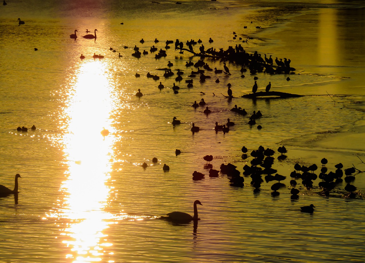 animals ducks geese free photo