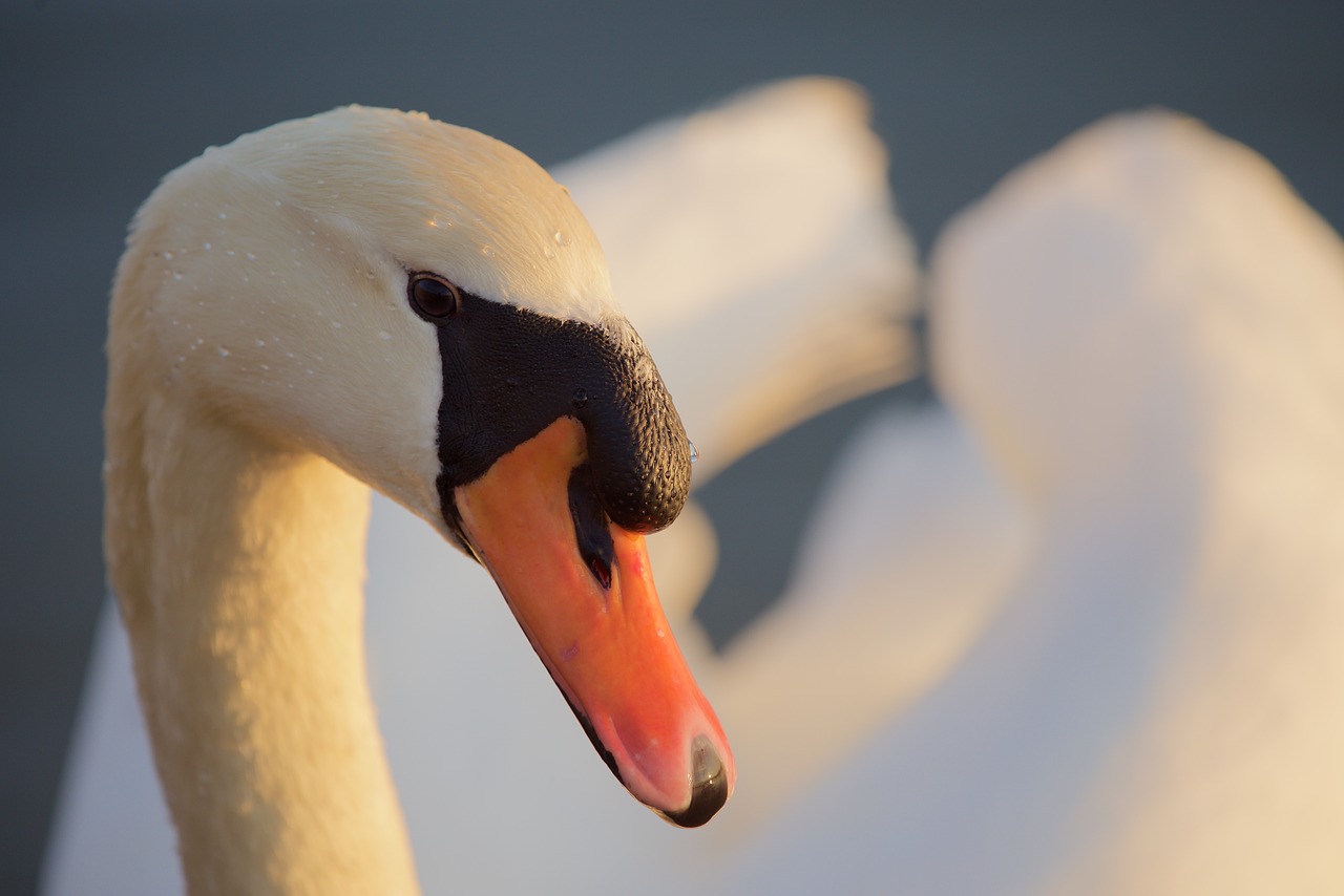 animals birds swan free photo