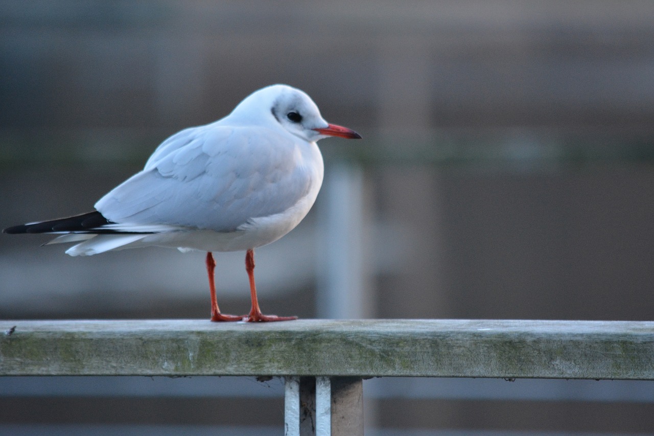 animals seagull bird free photo