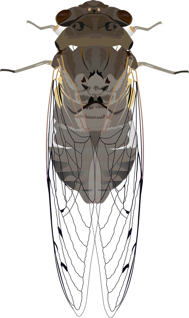 animals bug cicada free photo