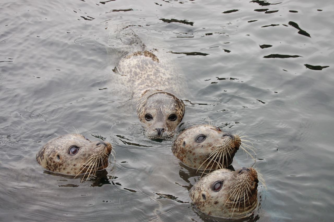 animals seals water free photo