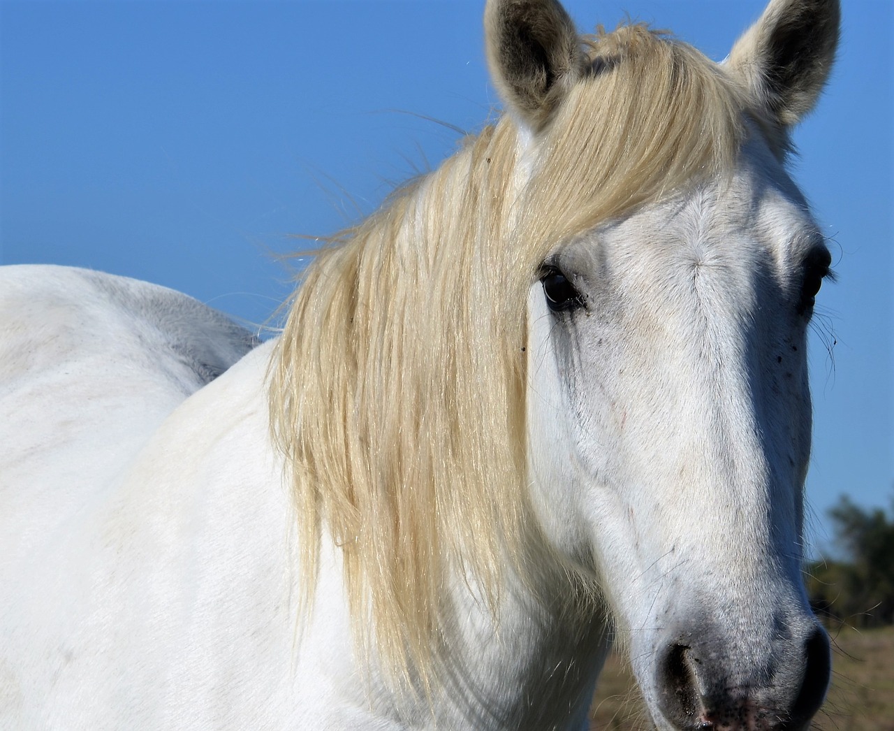 animals horses horse free photo