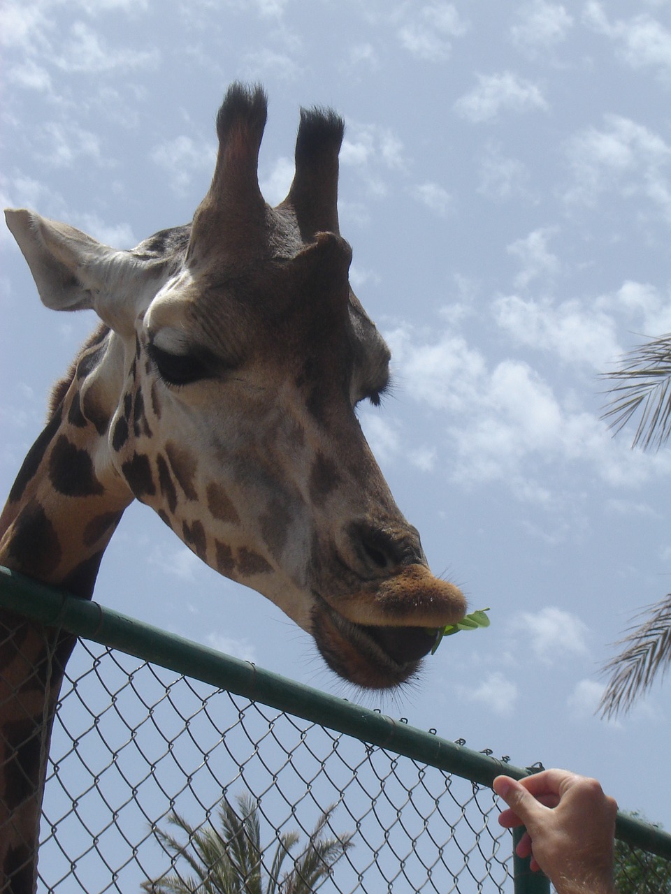 animals giraffe zoo free photo