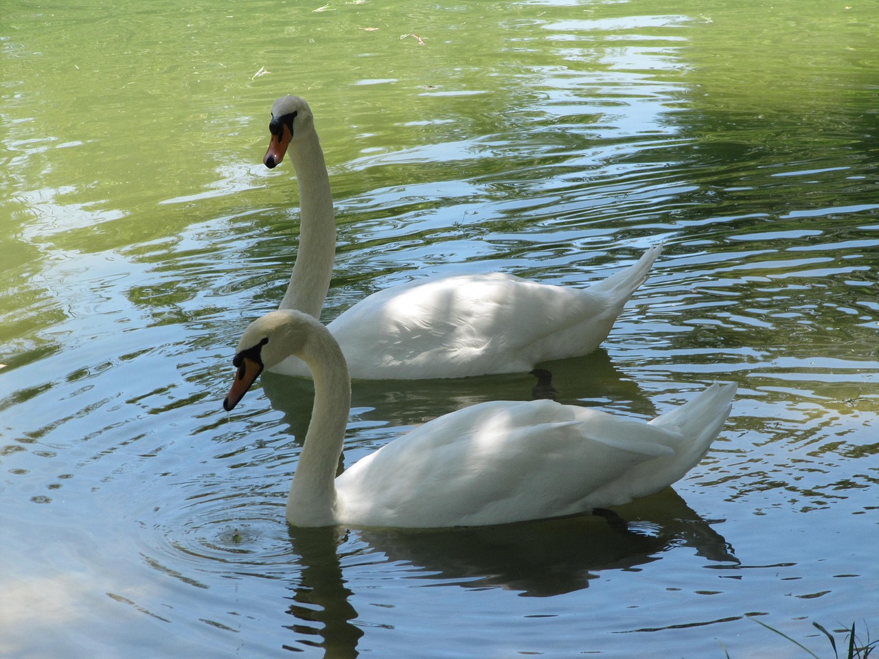 animals swans animal free photo