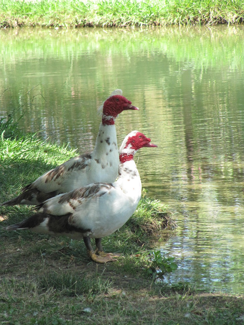 animals lake nature free photo