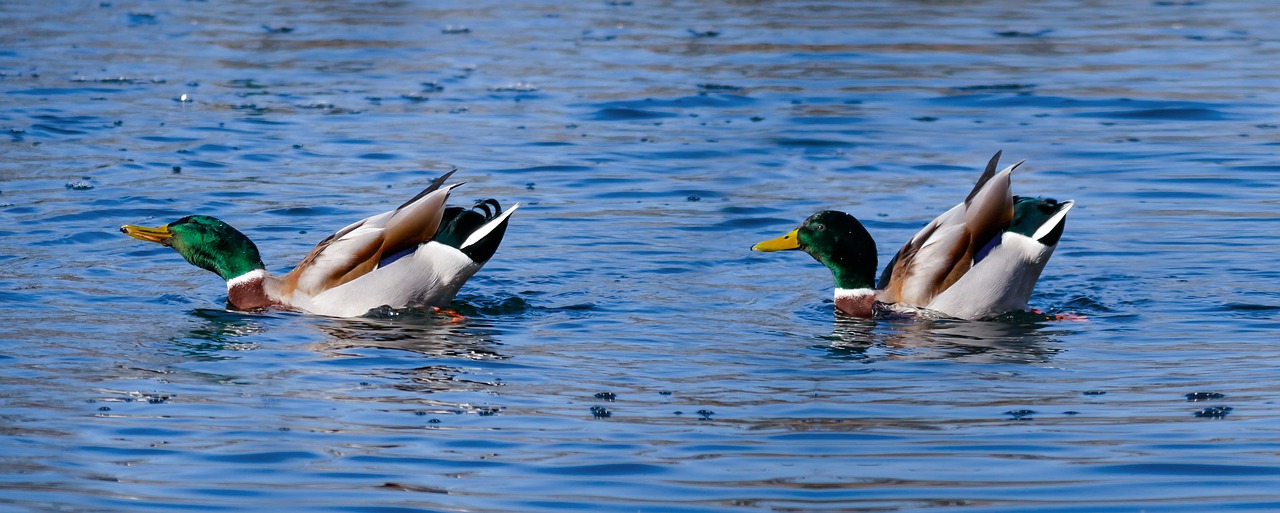 animals ducks water bird free photo