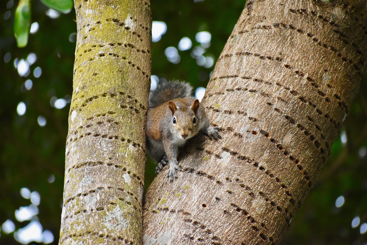 animals squirrel nature free photo