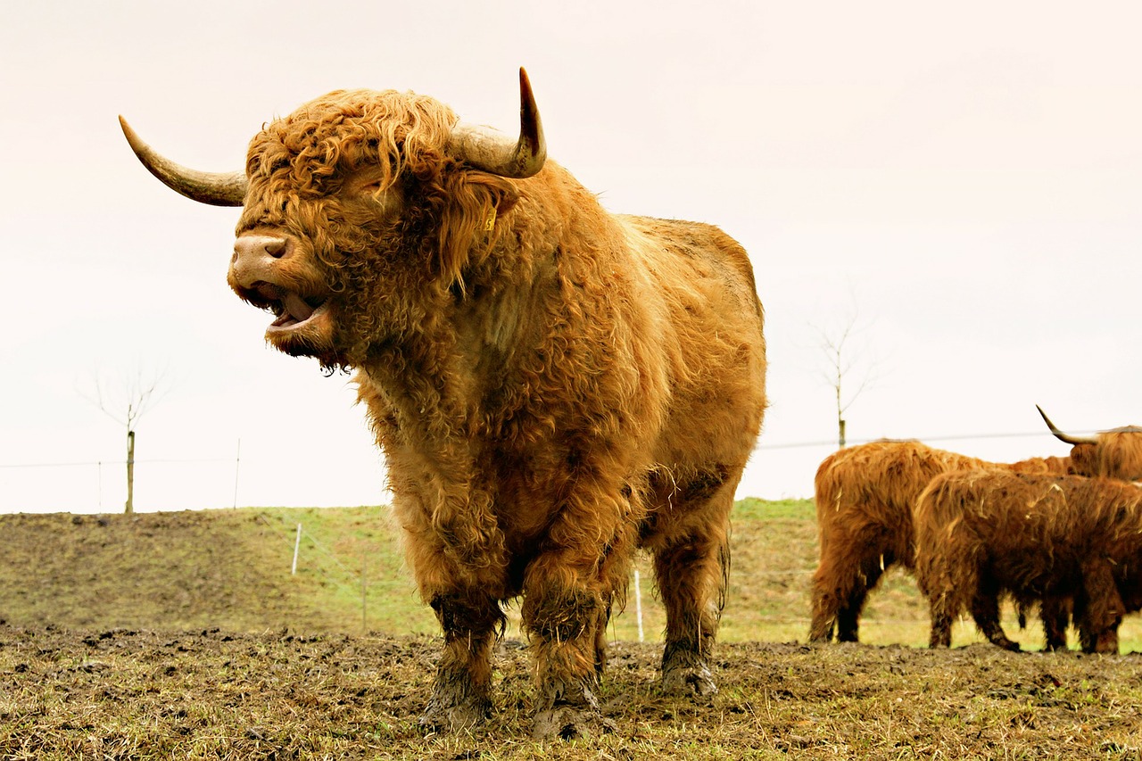 animals pasture highland cattle free photo