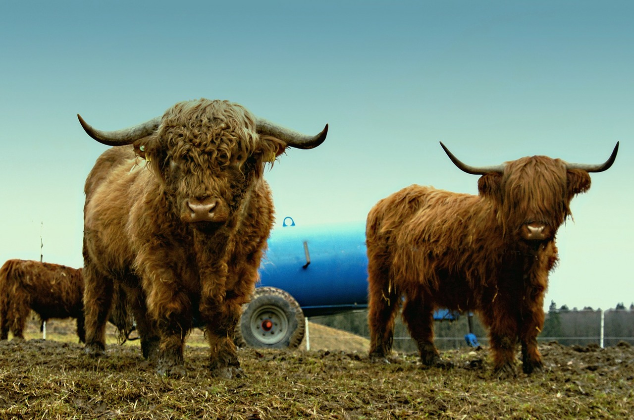 animals pasture highland cattle free photo