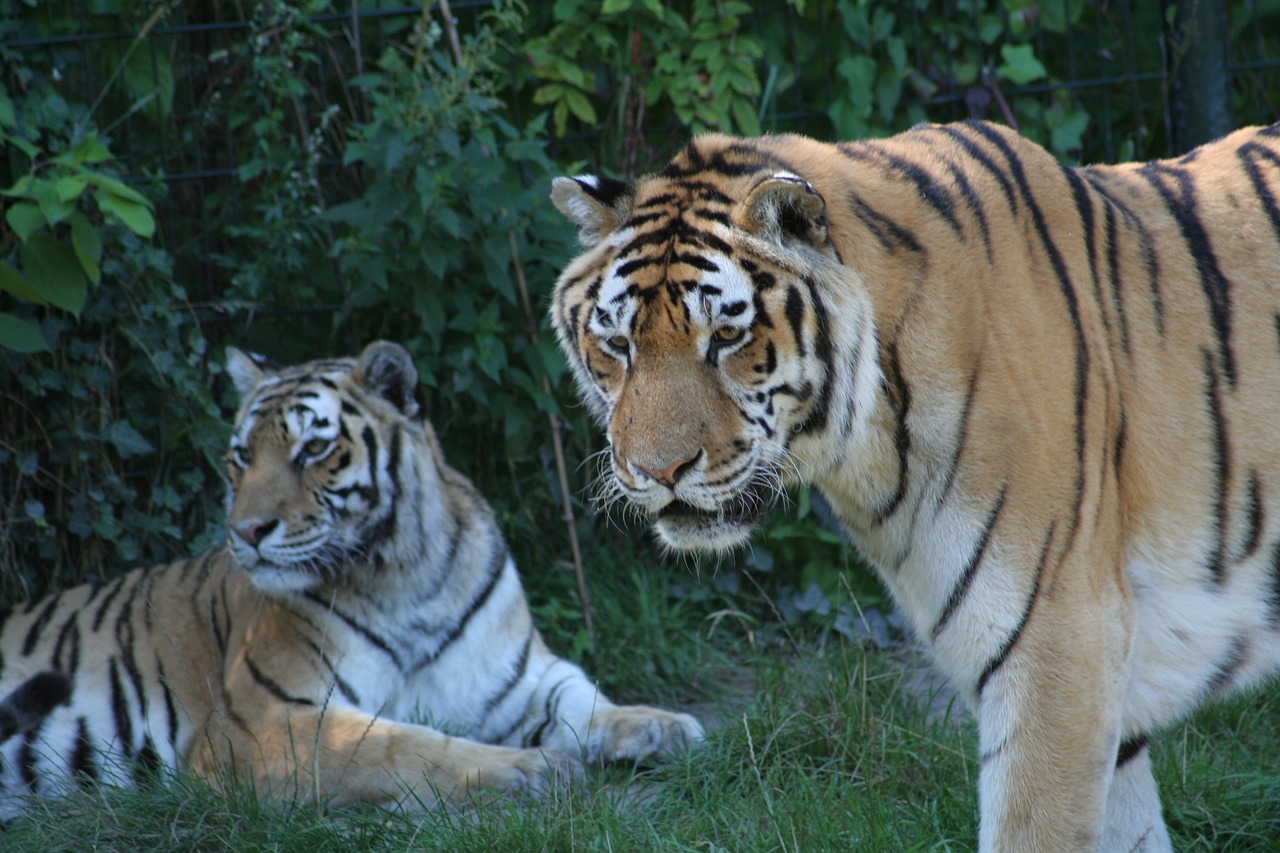 animals tiger predator free photo