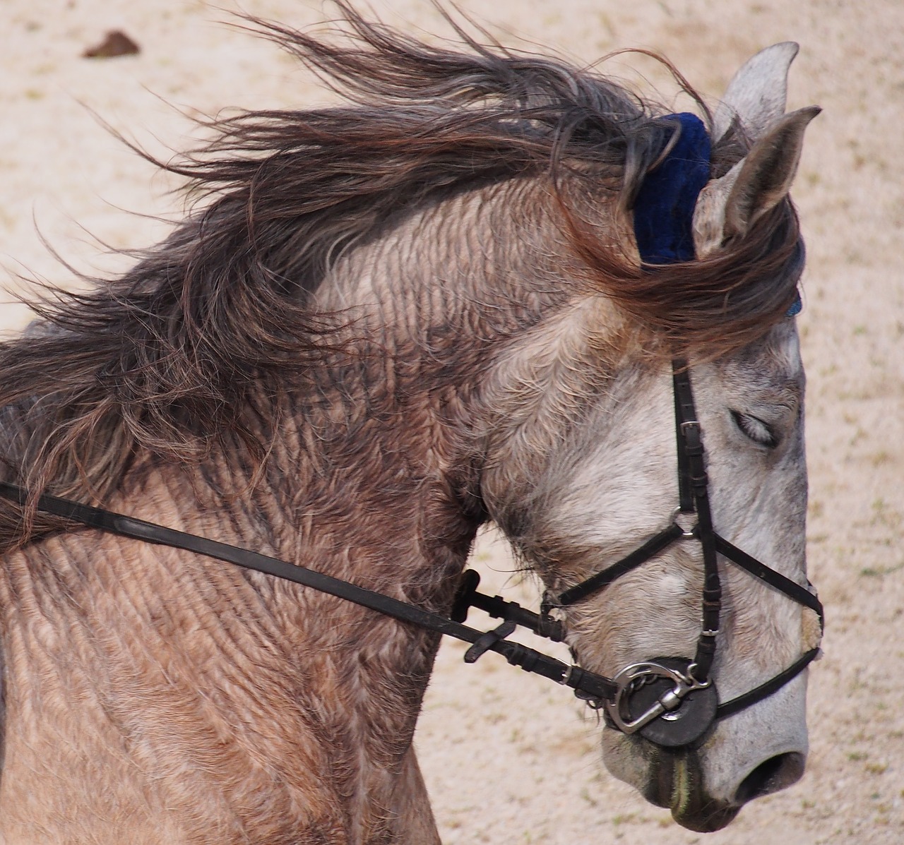 animals horse mane free photo