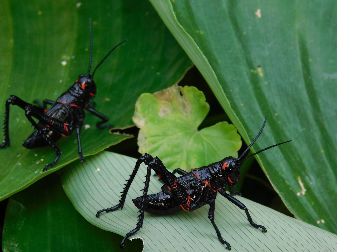 animals insects macro free photo