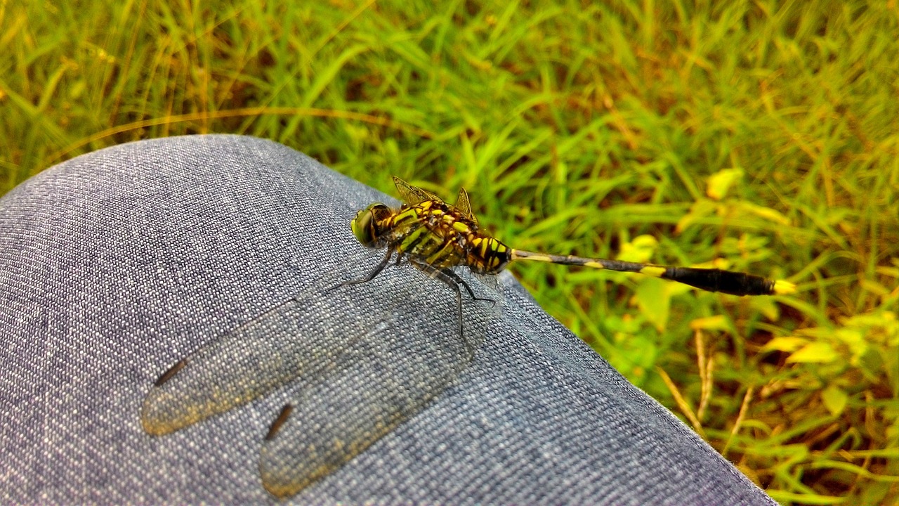 animals dragonfly gorgeous free photo
