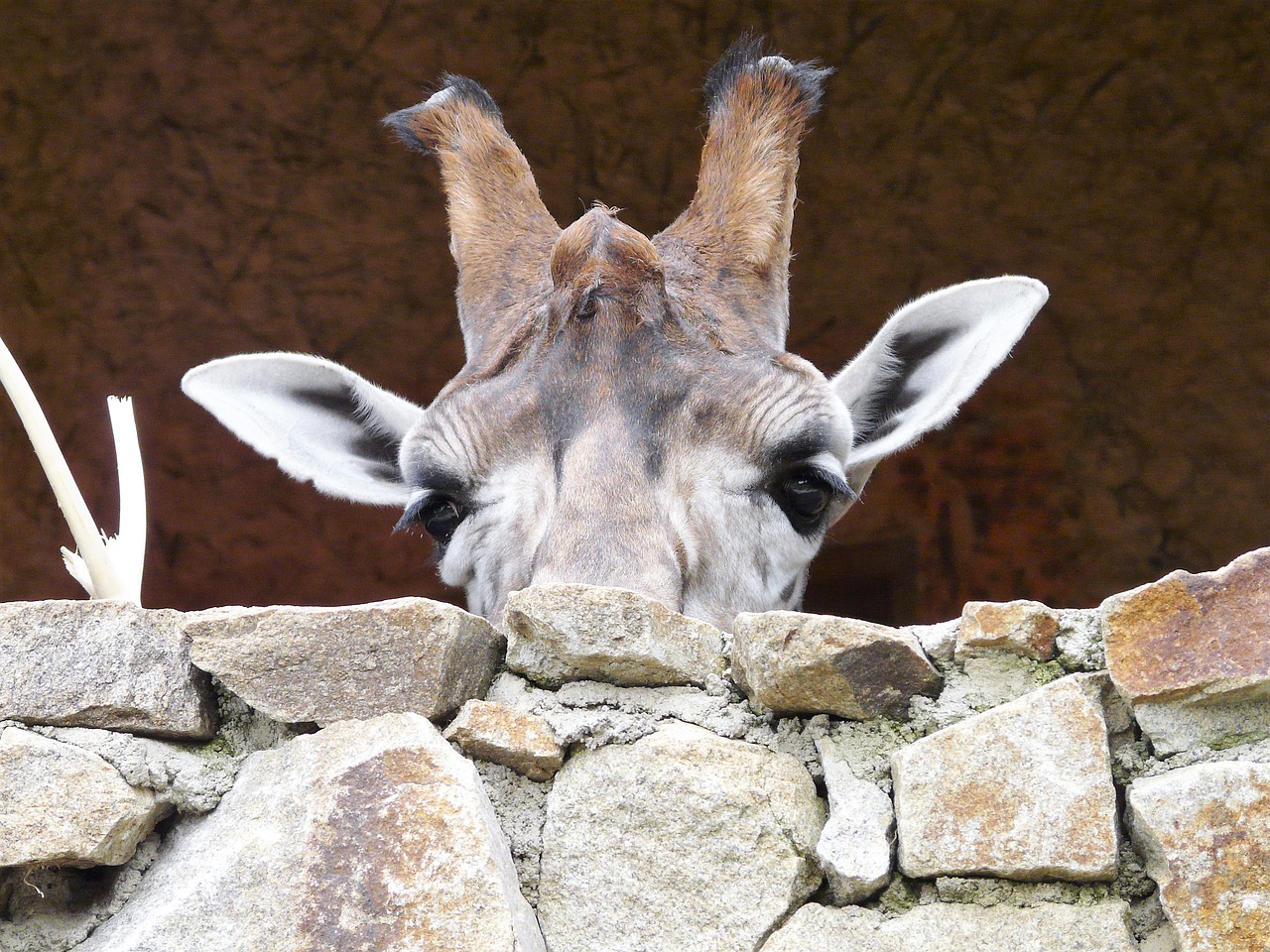 animals zoo giraffe free photo